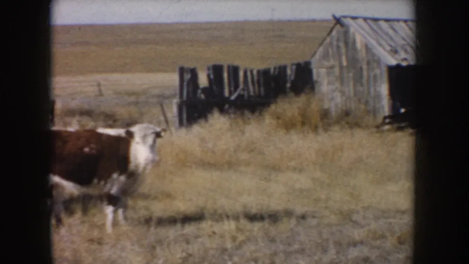 1953 South Dakota farm footage with a brown and white cow near a fence line, dry grass, and weathered wooden outbuildings.