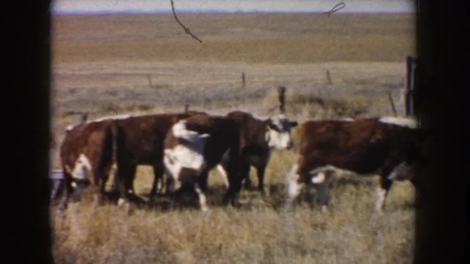 1953 South Dakota 8mm frame of a small group of cattle moving through dry pasture with low fencing in the distance.
