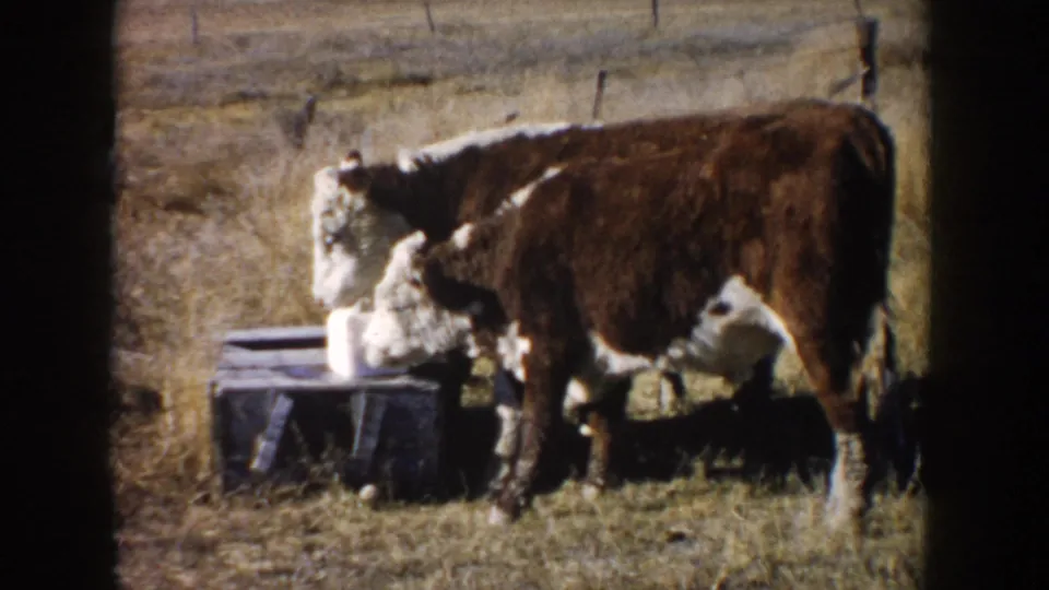 1953 South Dakota farm footage showing cattle beside a small trough or salt-lick area in a dry grassy pasture.