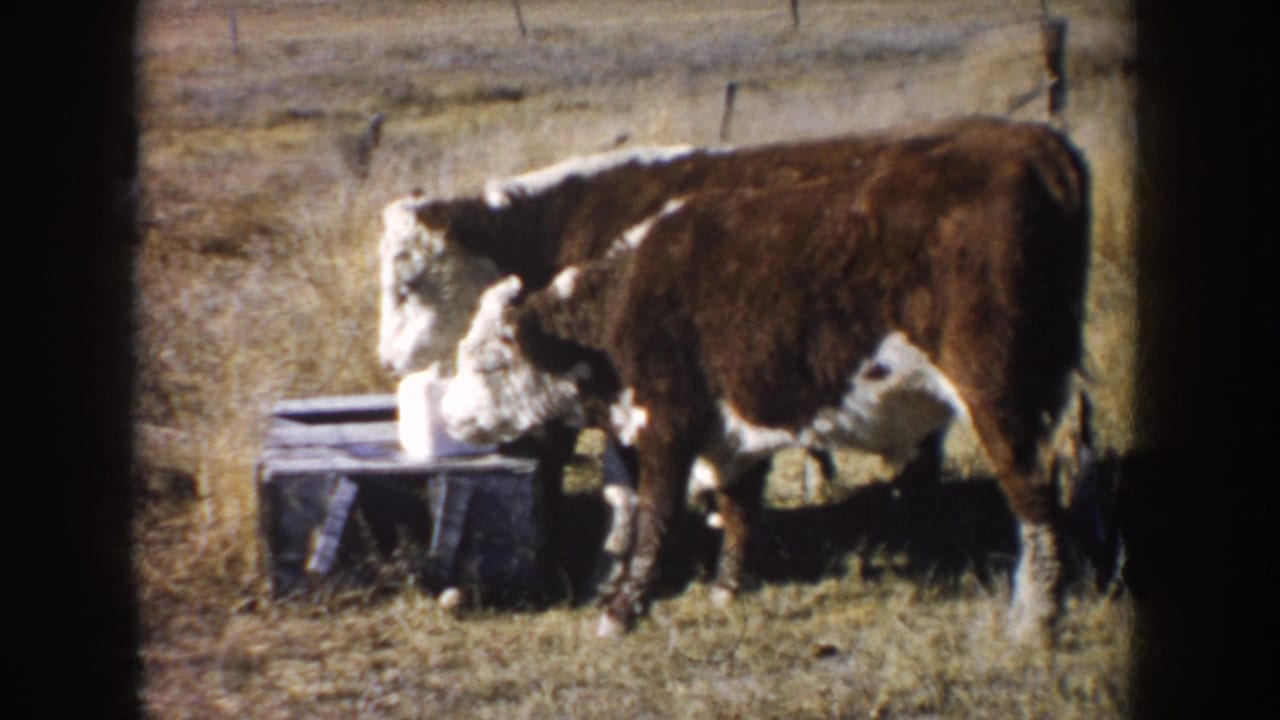 Two brown-and-white calves stand beside a white salt block on a low wooden stand in dry pasture.