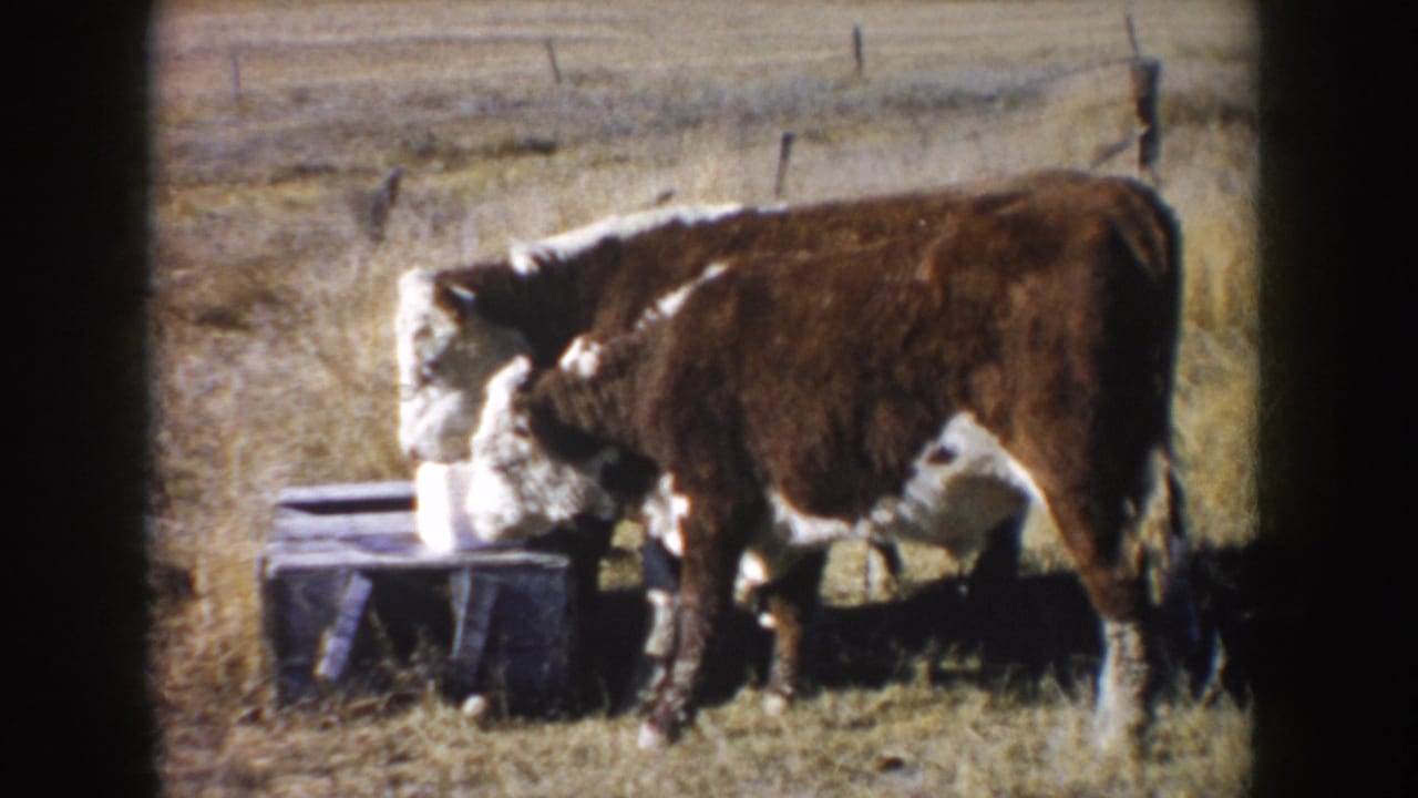 Two calves remain close to the salt block, with one facing the block and another standing behind it.