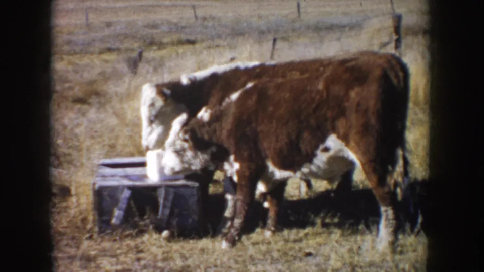 1953 South Dakota 8mm footage frame showing calves beside a wooden salt-block stand in dry pasture light.