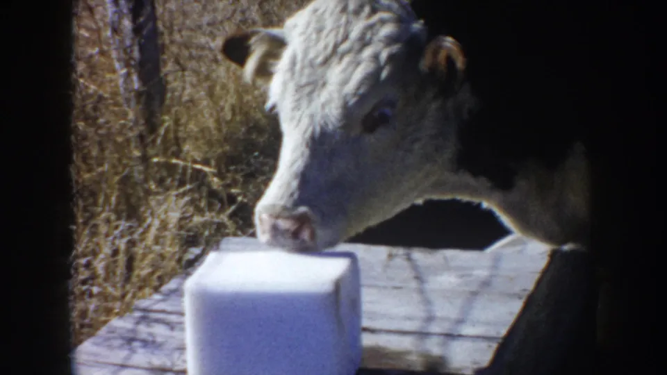 Close 1953 South Dakota 8mm frame of a brown-and-white calf facing a white salt block on a weathered wooden stand.