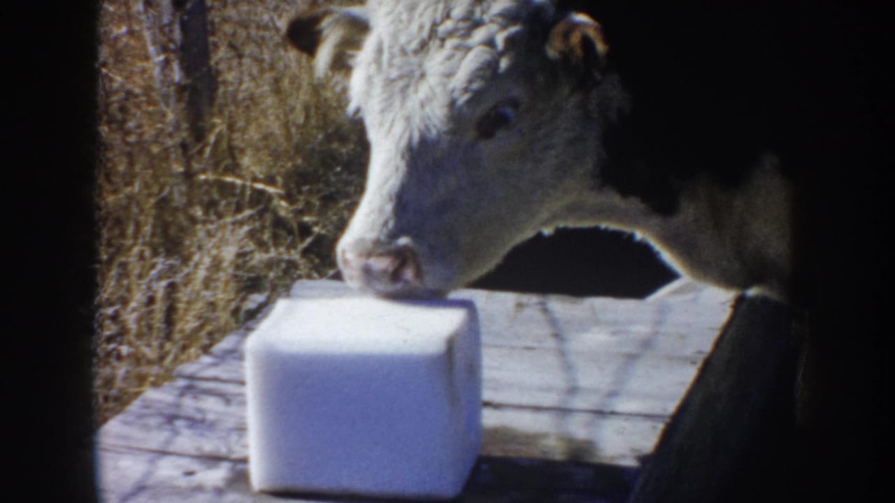 Hereford calf licking a white salt block on a wooden platform.