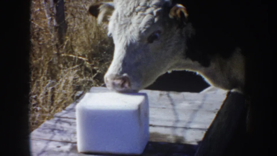 1953 South Dakota 8mm frame showing a Hereford calf with white face near a white salt block on weathered boards.