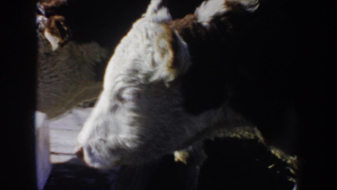Two Hereford cattle heads near a white salt block in shadow.