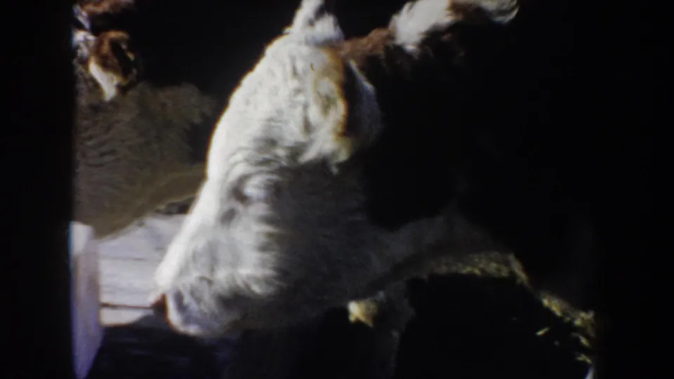 1953 South Dakota 8mm frame with Hereford cattle gathered close to a white salt block on boards, partly in deep shadow.