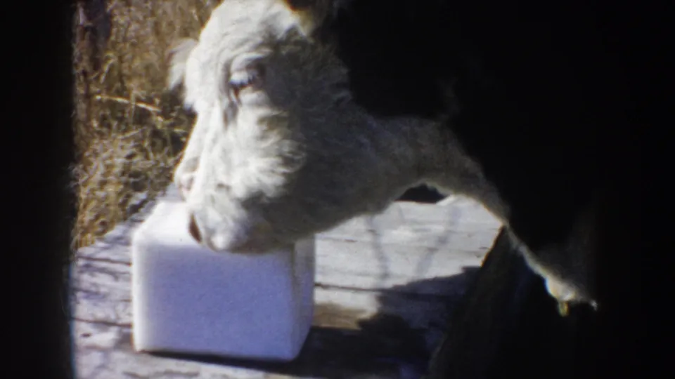 1953 South Dakota 8mm frame showing a white-faced Hereford calf close to a salt block on a weathered wooden platform.