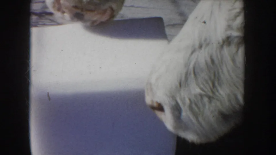 1953 South Dakota 8mm frame with close cattle heads around a white salt block, showing worn film texture and shadowed framing.