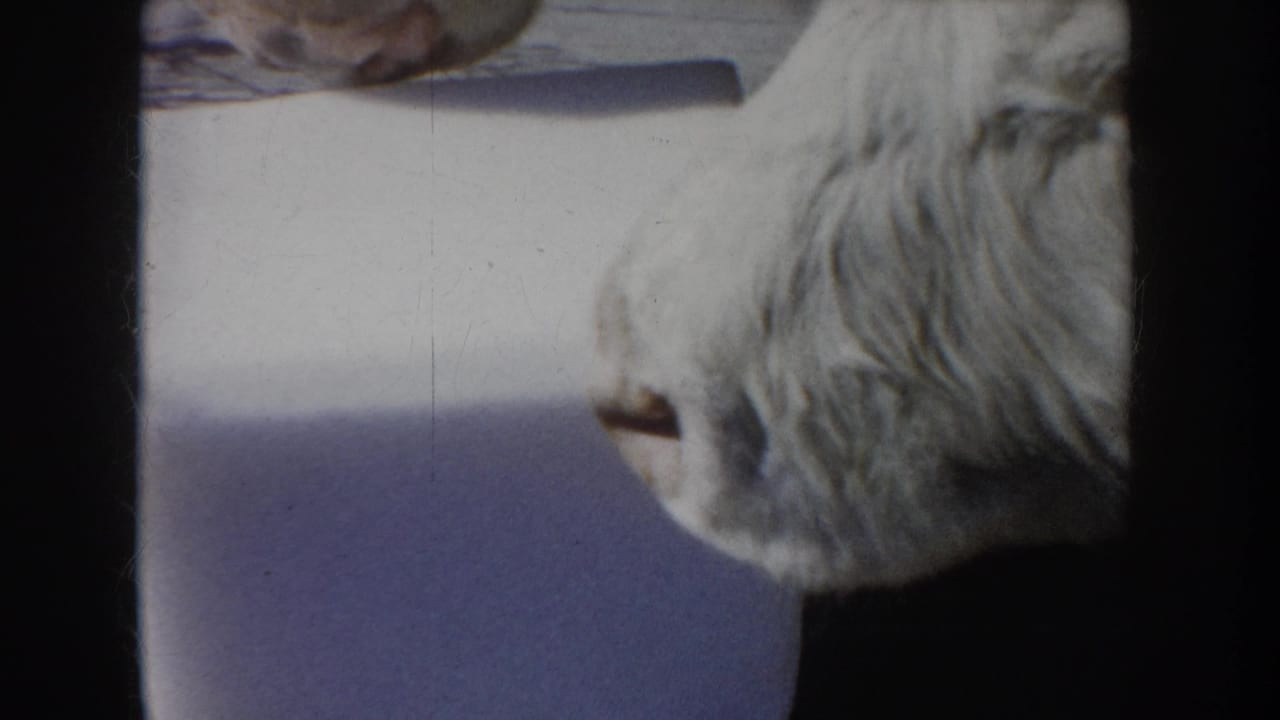 Close view of a white cow beside a dark barn or gate edge.