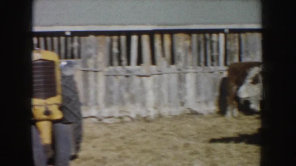 Yellow tractor front near a wooden fence, with part of a cow visible at the right edge in 1953 South Dakota farm footage.