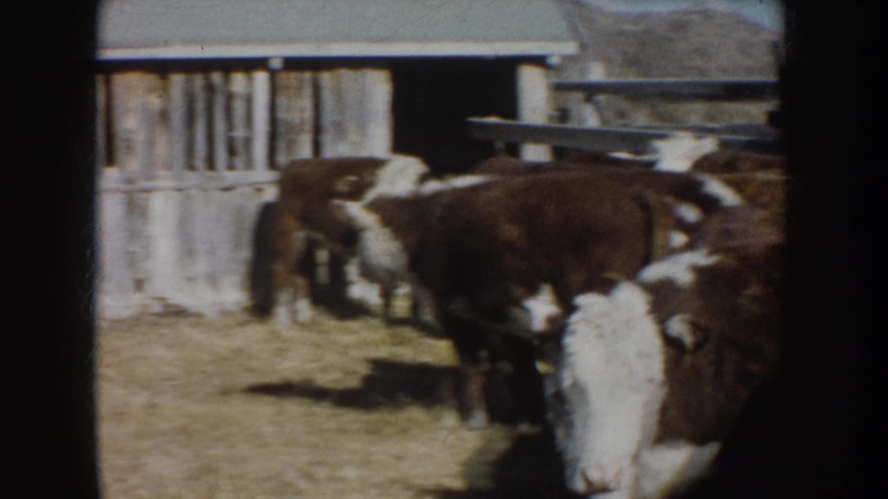 1953 South Dakota 8mm frame showing Hereford cattle clustered by a wooden corral with a farm structure behind them.