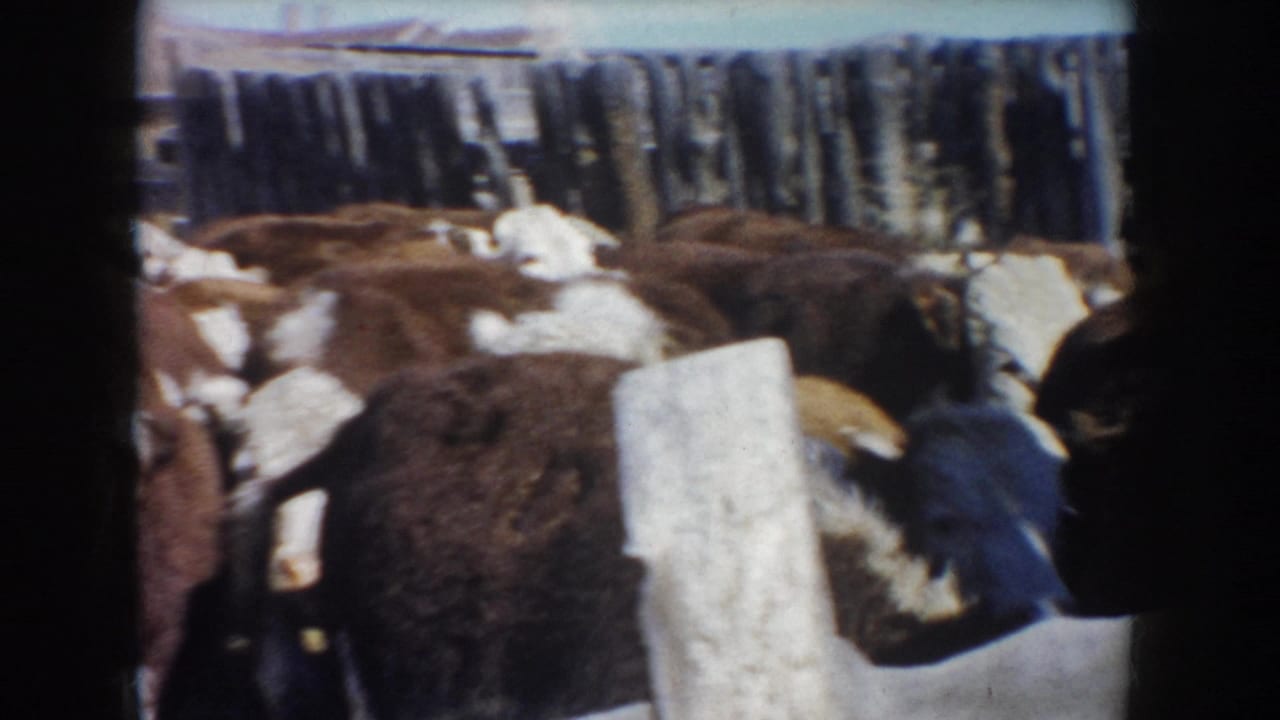 Hereford cattle crowd behind a fence inside a farm pen.