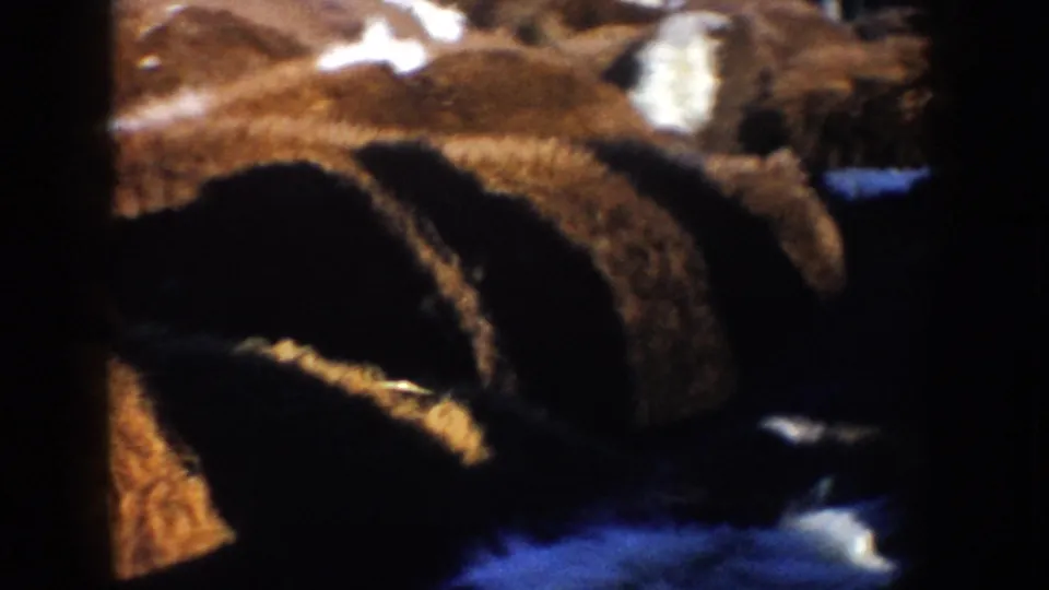 Grainy close-up of brown and white cattle packed tightly in the corral, with strong shadow and handheld framing.