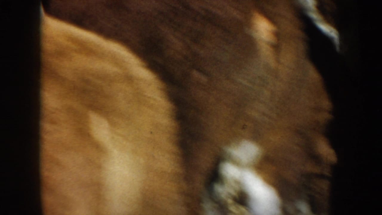 Soft 1953 South Dakota 8mm frame showing a close brown-and-white cow near dark fencing or enclosure edges.