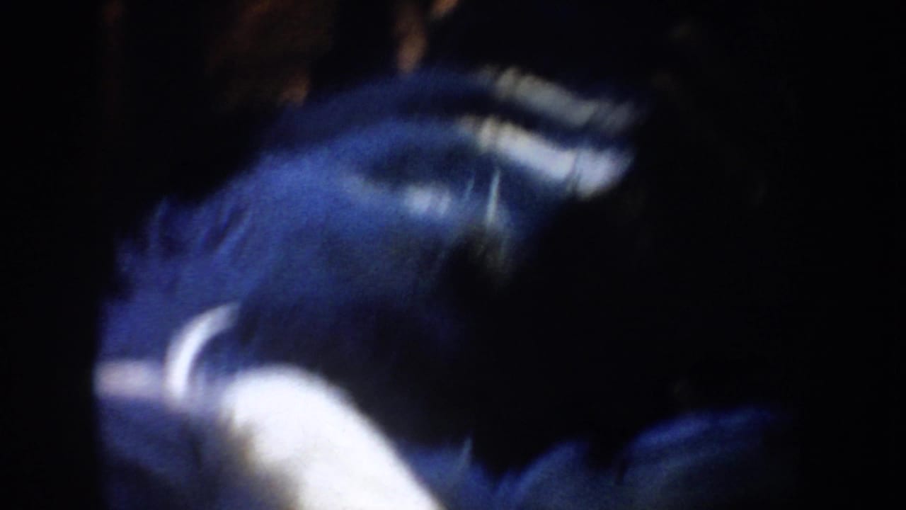 Blurred dark-and-white animal movement near the edge of the cattle enclosure.