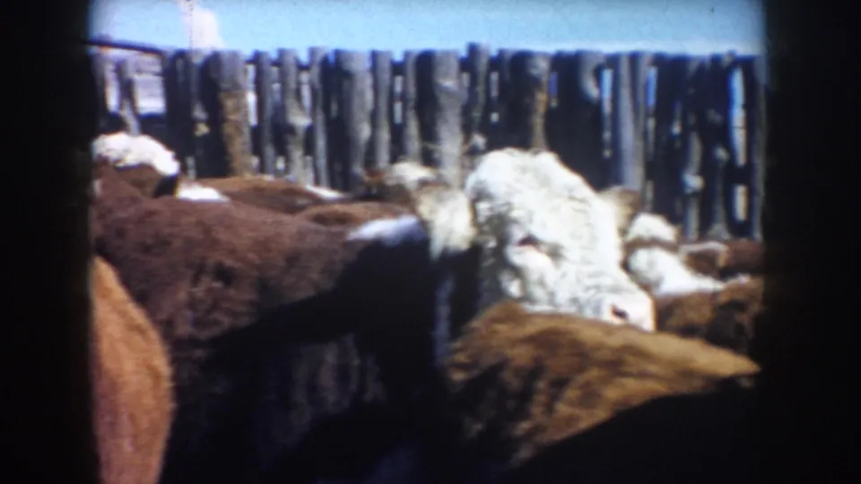 1953 South Dakota 8mm frame showing a small group of brown and white cattle in a wooden fenced farm enclosure.