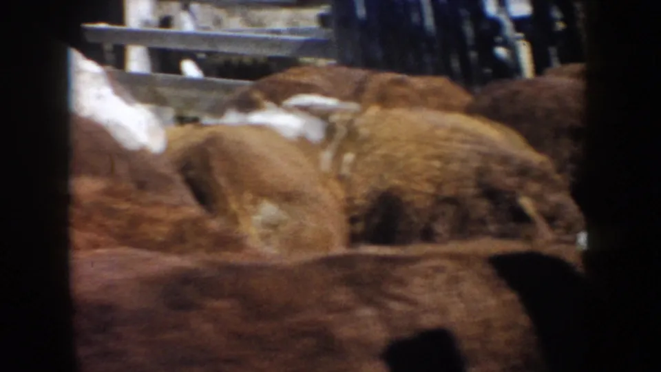 South Dakota farm home-movie frame from 1953 showing cattle crowded near wooden rails in a fenced enclosure.