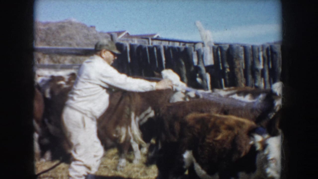 In South Dakota 1953 home-movie footage, a man in a cap hoses brown and white cattle beside a rough wooden fence.