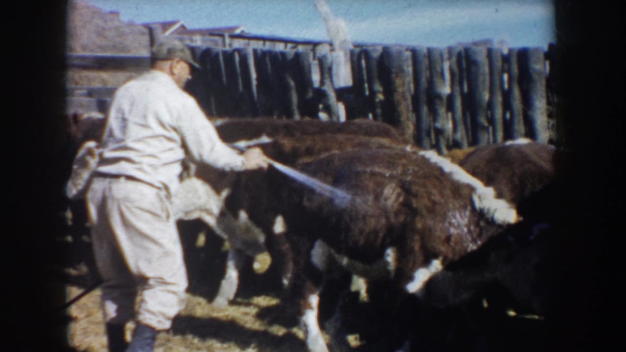Farmer stands among cattle while directing a hose toward the herd.