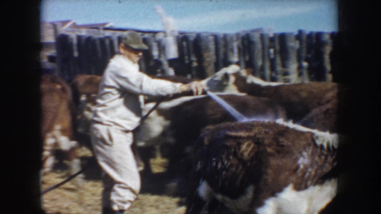 The home-movie frame shows a man hosing cattle at close range, with a rough fence and bright sky behind the pen.