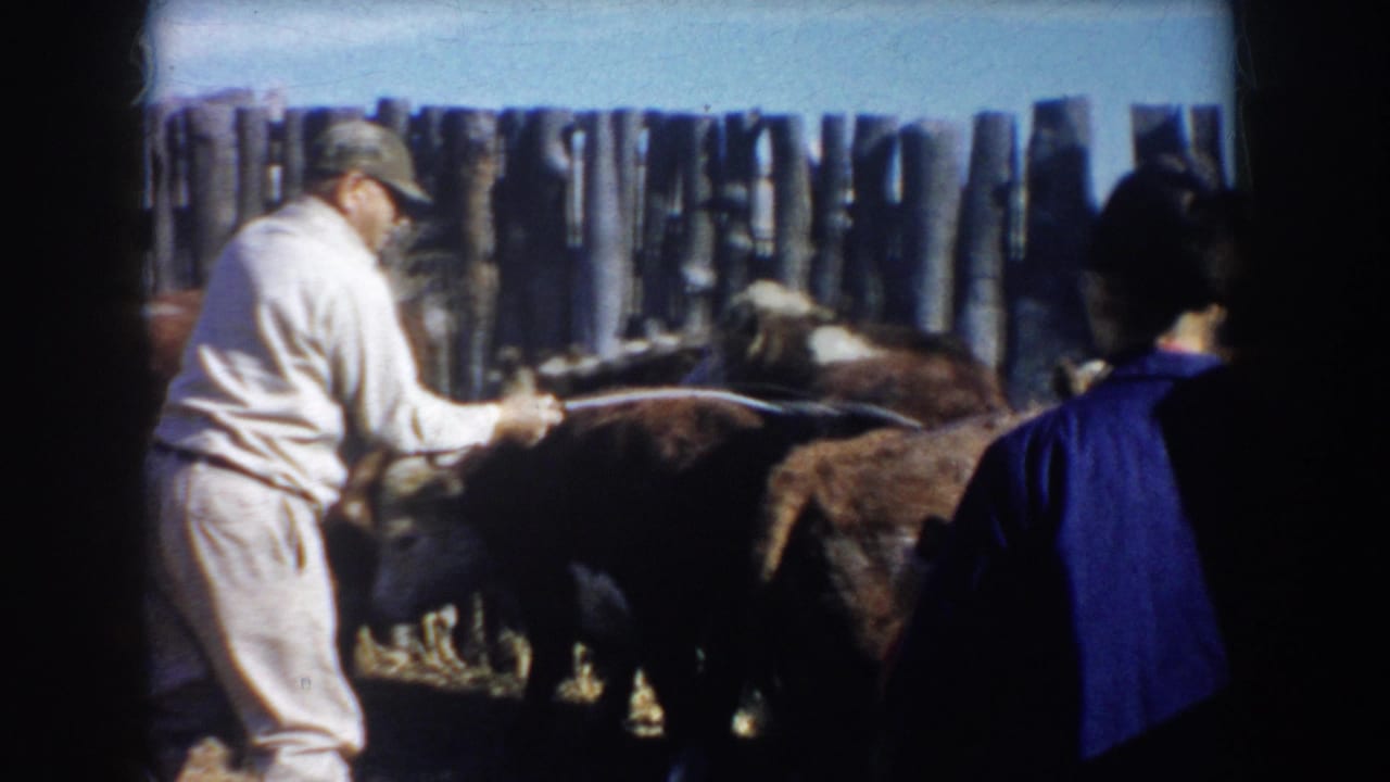 A man hoses cattle in the fenced pen while a second adult figure in blue is partly visible at the right edge.