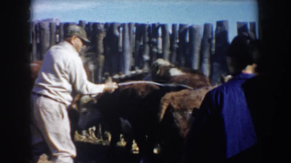 A man hoses cattle in the fenced pen while a second adult figure in blue is partly visible at the right edge.