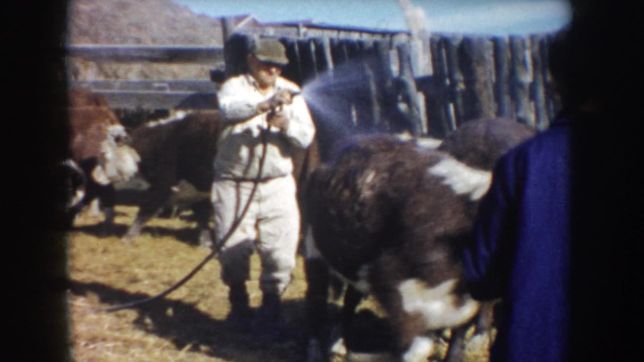 In supported 1953 South Dakota home-movie footage, a man in a cap sprays water toward cattle in a sunlit wooden-fenced barnyard.