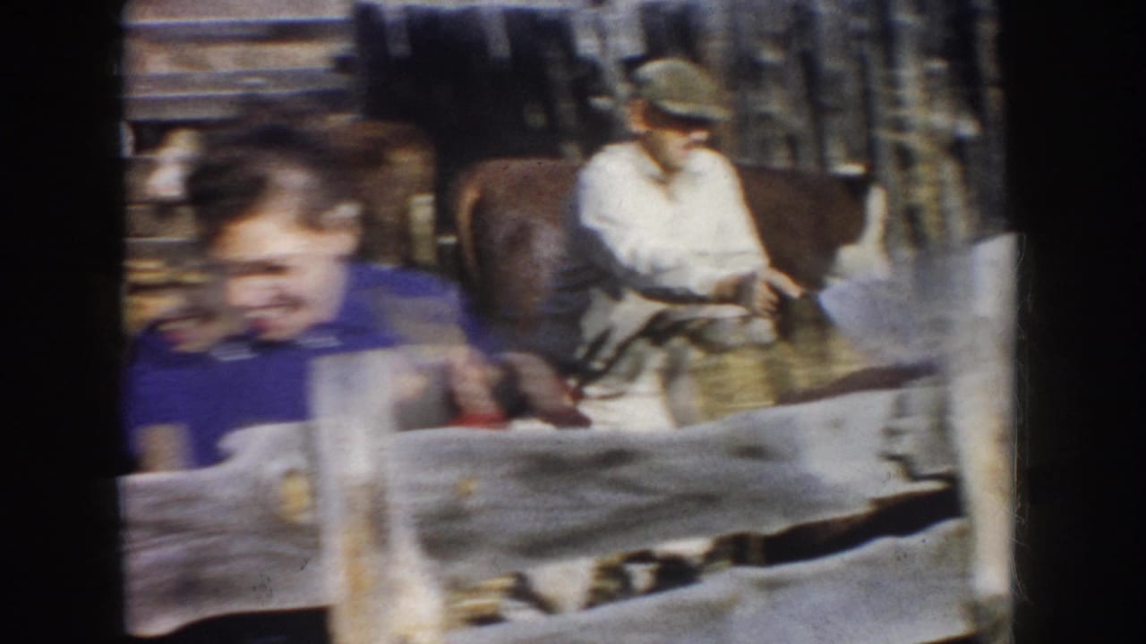 A woman smiles close to the split-rail fence as a man in light clothing remains among cattle in the 1953 South Dakota barnyard footage.