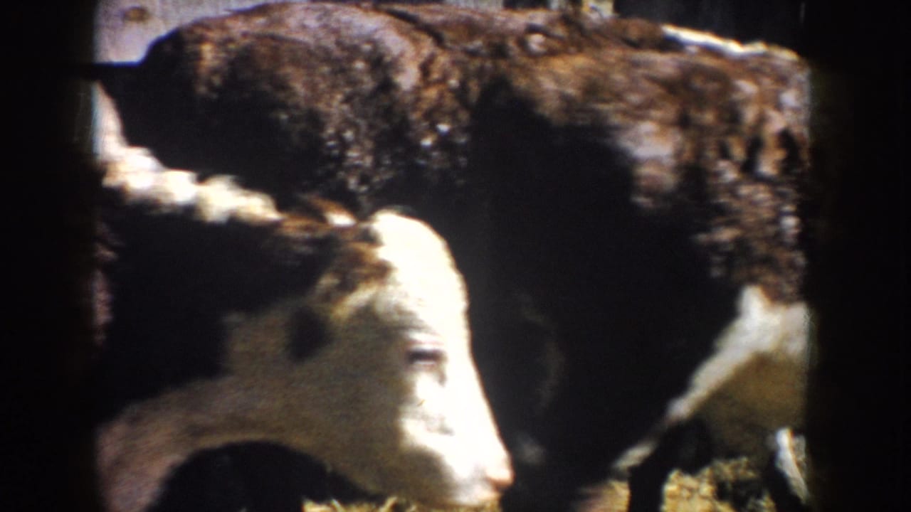 A close handheld view shows a dark-and-white bovine beside the barnyard fencing, with strong sunlight and 8mm color grain visible.