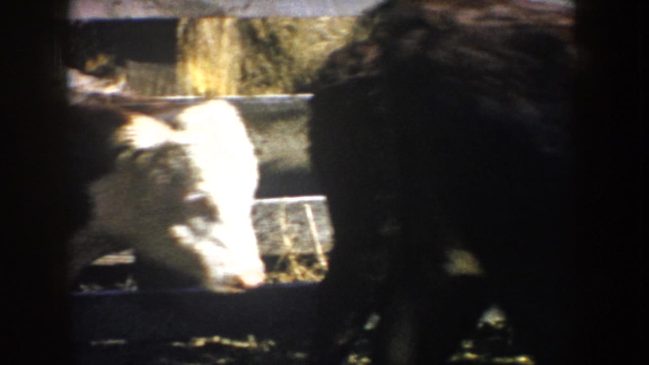 1953 South Dakota 8mm frame with a white-faced goat in a dim barn area, partly blocked by foreground shadows and trough edges.