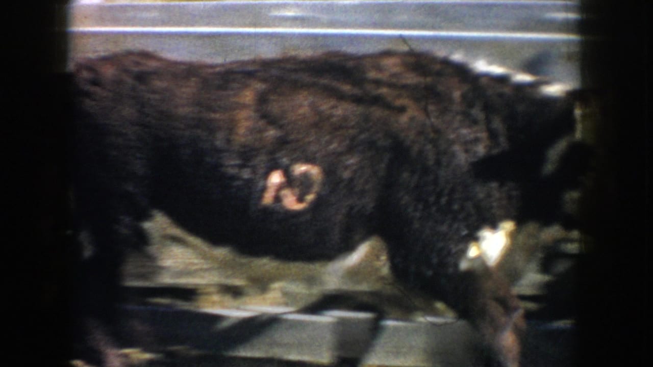 1953 South Dakota 8mm frame with a dark goat moving close to the camera, its body filling the foreground near a metal trough.