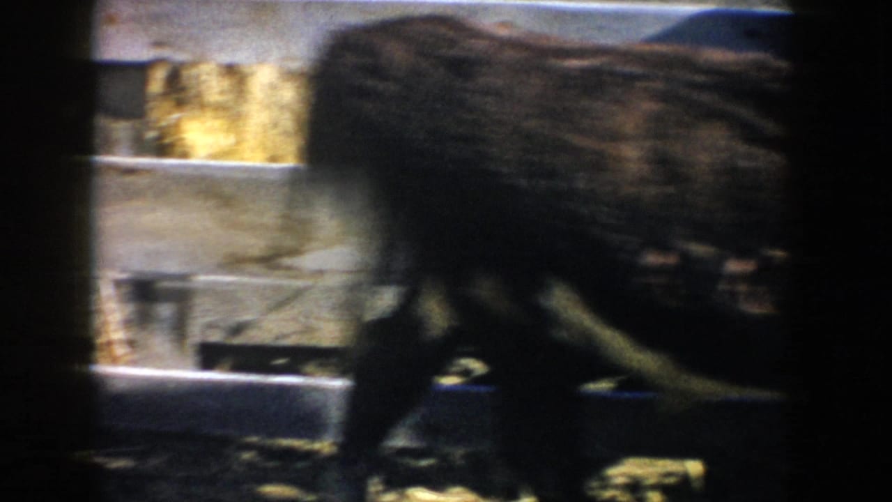 A cow moves through a South Dakota barn stall in 1953, partly obscured by dark 8mm frame edges.