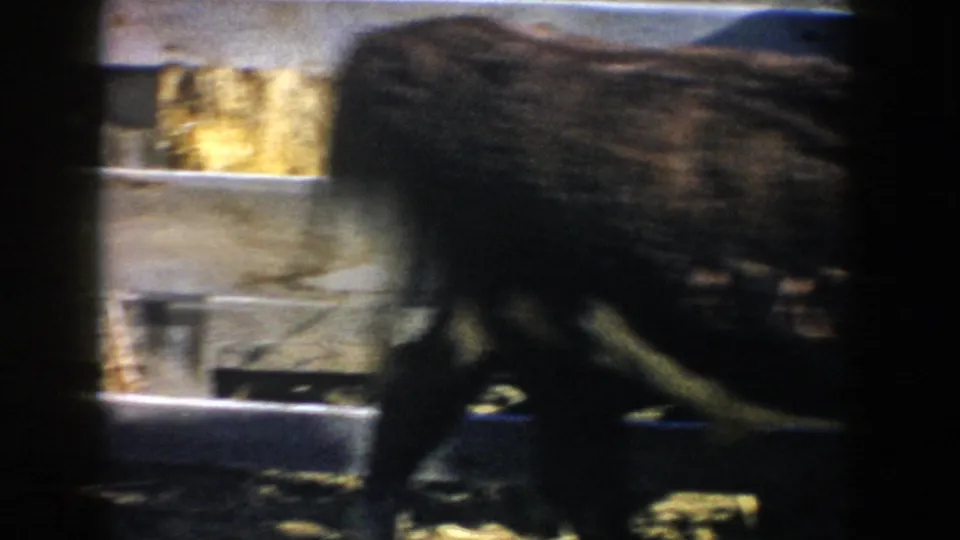 A cow moves through a South Dakota barn stall in 1953, partly obscured by dark 8mm frame edges.