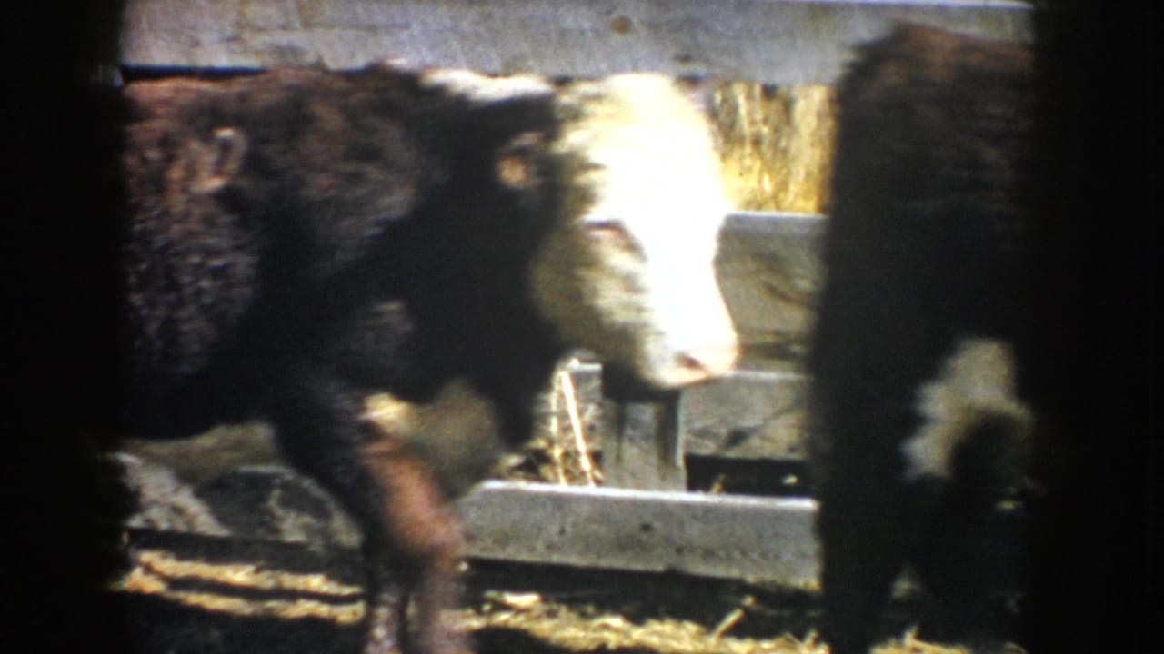 Brown and white cow walking beside a trough in a barn stall.