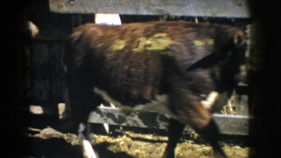 A cow passes close to the camera inside a South Dakota barn stall, with rails and hay visible.