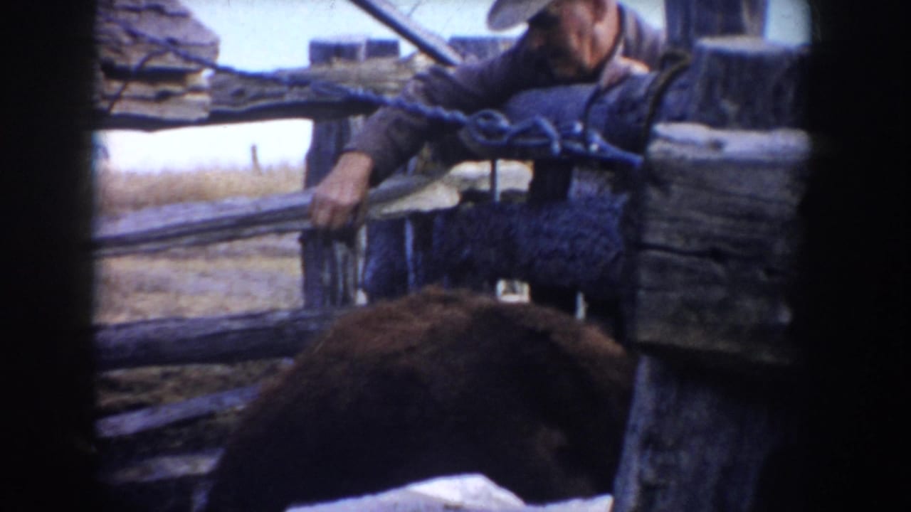 In 1953 South Dakota ranch footage, a cowboy in a wide-brimmed hat works a wooden gate as cattle press near the pen opening.