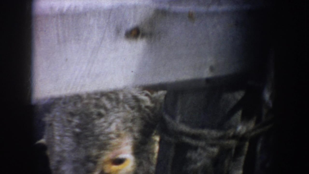 A close 8mm frame shows a cow's face and horns partly obscured by wooden fence boards in the South Dakota ranch pen.