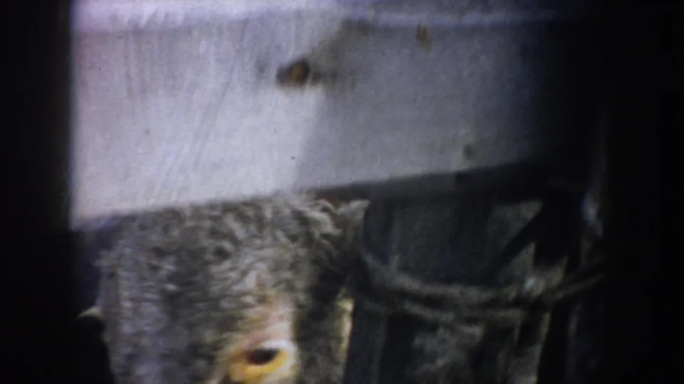 A close 8mm frame shows a cow's face and horns partly obscured by wooden fence boards in the South Dakota ranch pen.