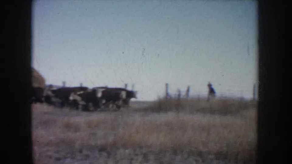 Cattle appear in a dry South Dakota pasture, with a small distant figure and fence posts visible through soft, grainy 8mm color.
