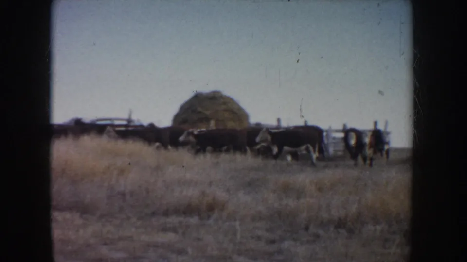 The herd stands in a dry ranch field in South Dakota, with a haystack, fence line, and pale sky visible in the background.