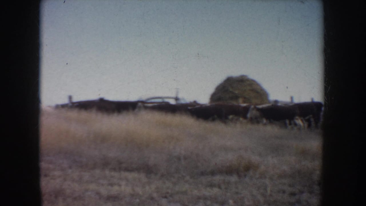 1953 South Dakota 8mm frame showing cattle in dry pasture with a haystack, fence line, and pale open sky.