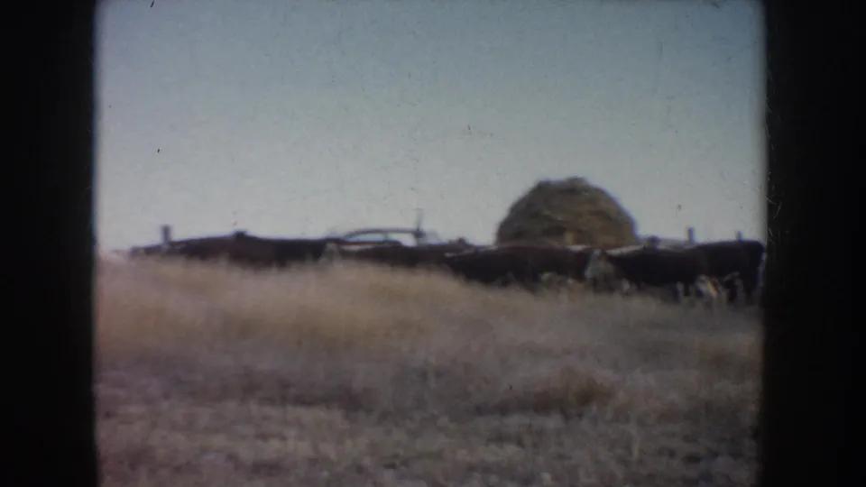 1953 South Dakota 8mm frame showing cattle in dry pasture with a haystack, fence line, and pale open sky.
