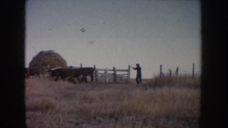 1953 South Dakota 8mm frame of cattle by a haystack and fence gate, with a small distant figure near the fence line.