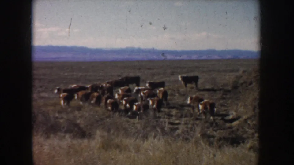 1953 South Dakota pasture view showing a herd of cattle crossing open grassland with distant low hills beneath a pale sky.
