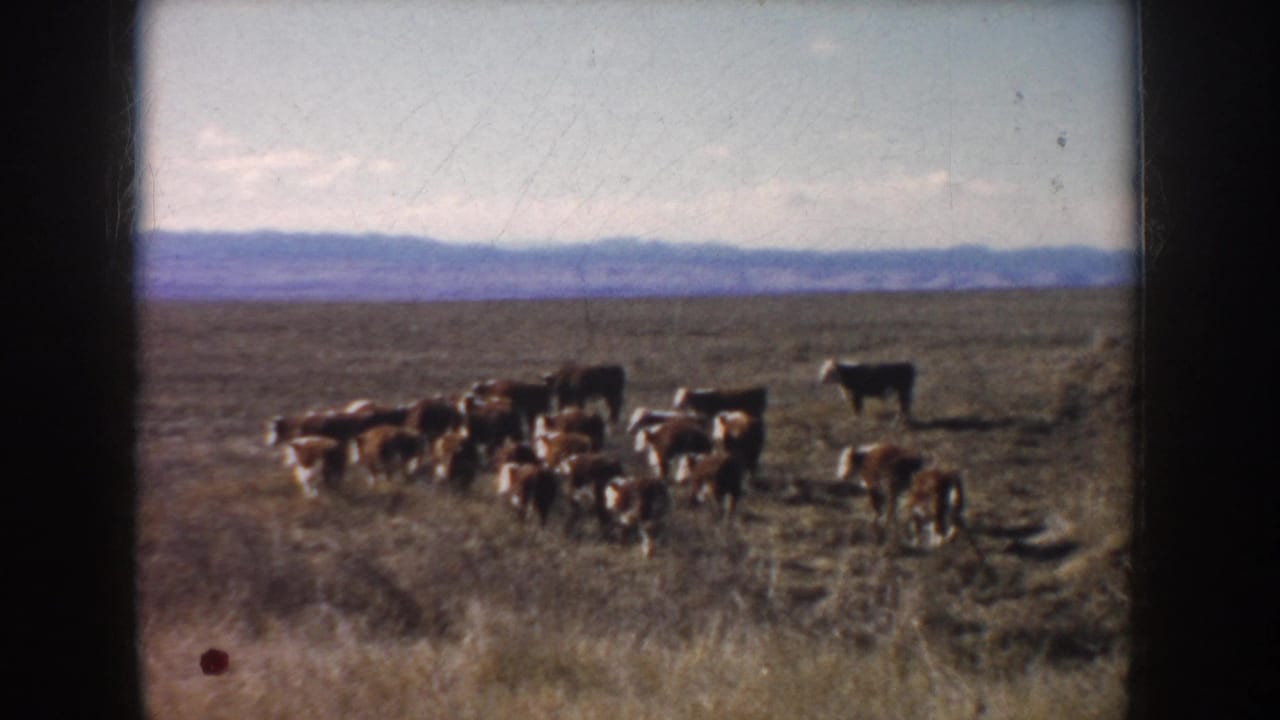 1953 South Dakota 8mm frame showing brown and white cattle grazing across dry grassland with distant hills on the horizon.
