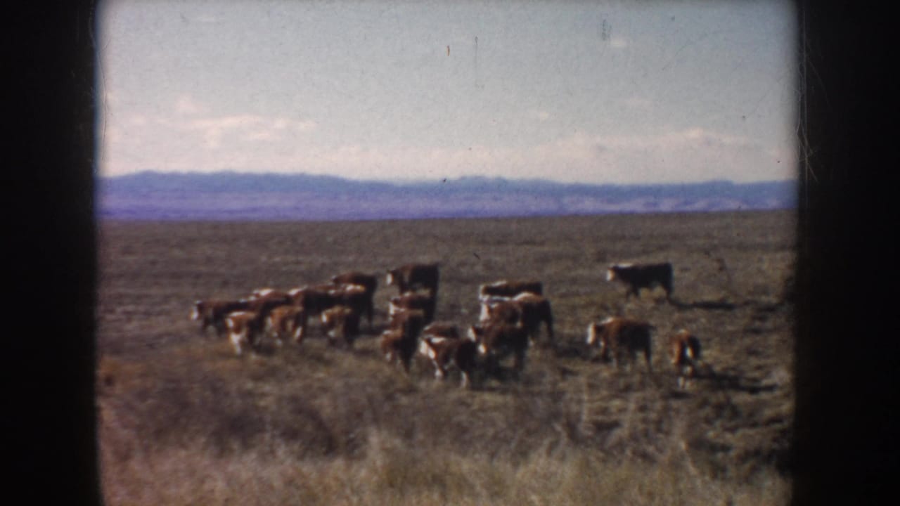 1953 South Dakota home-movie frame with cattle grouped in an open pasture and blue-purple hills in the distance.