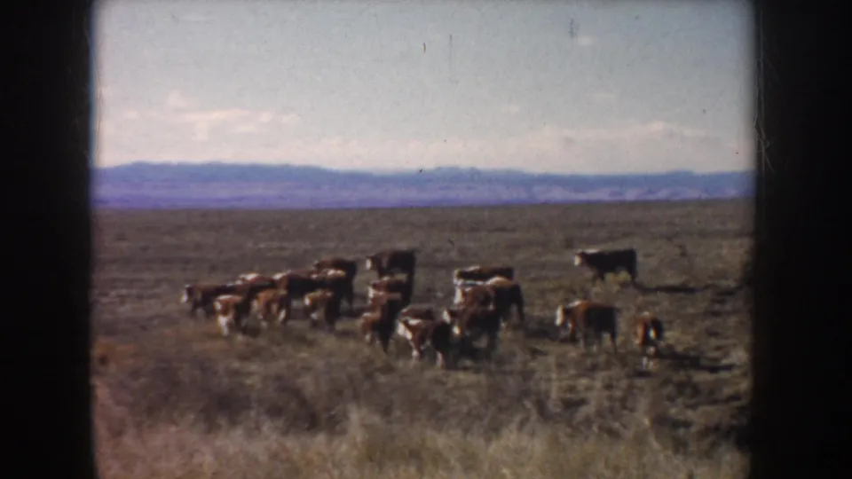 1953 South Dakota home-movie frame with cattle grouped in an open pasture and blue-purple hills in the distance.