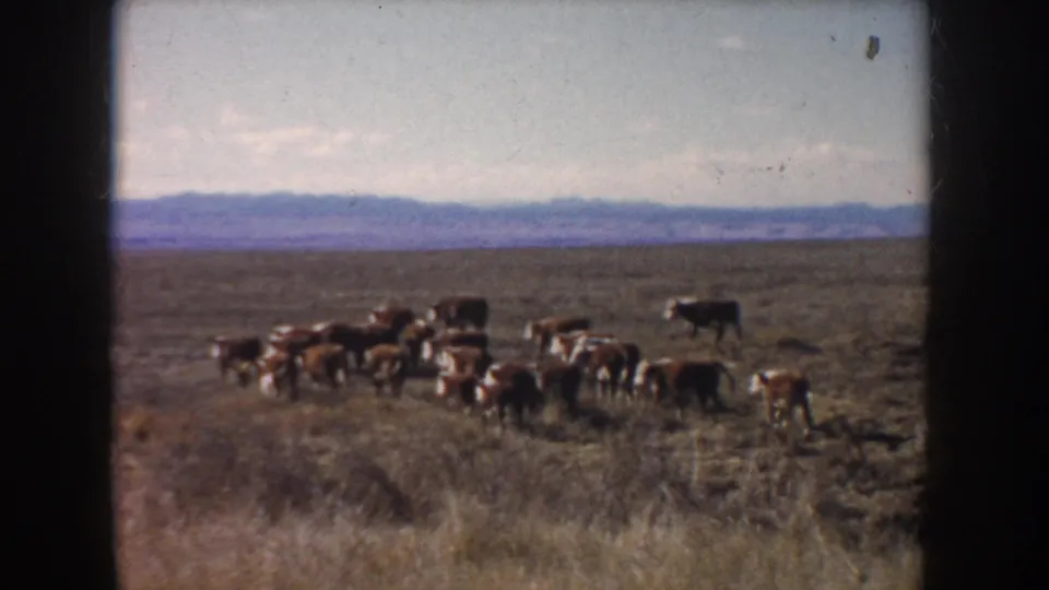 1953 South Dakota 8mm frame showing cattle spread across dry grassland, with low brush in front and hills along the horizon.