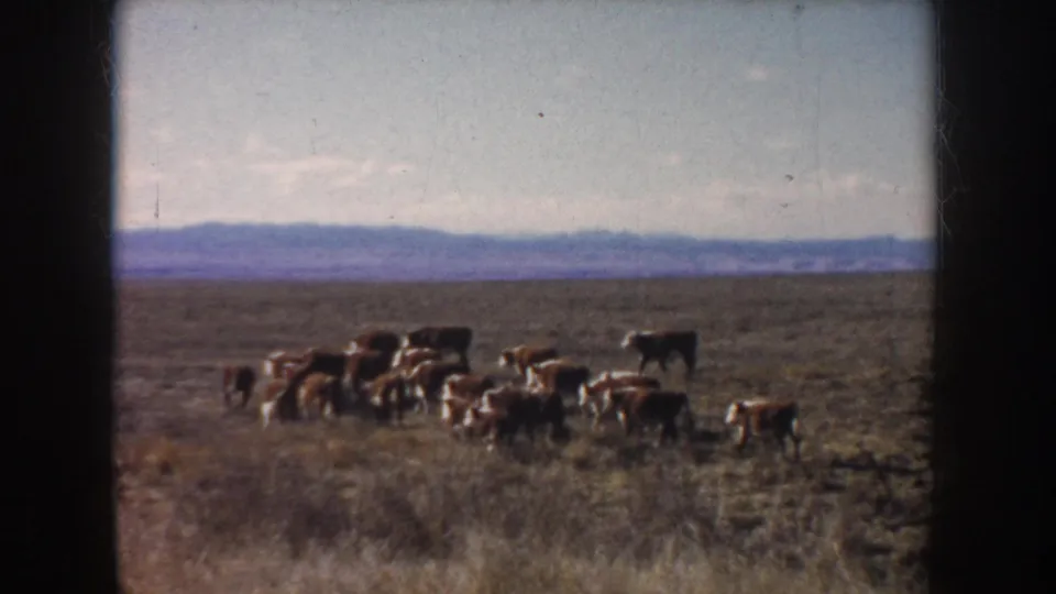 1953 South Dakota home-movie frame of cattle grazing in dry open range, with distant hills, pale sky, and dark 8mm frame borders.